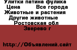 Улитки патина фулика › Цена ­ 10 - Все города Животные и растения » Другие животные   . Ростовская обл.,Зверево г.